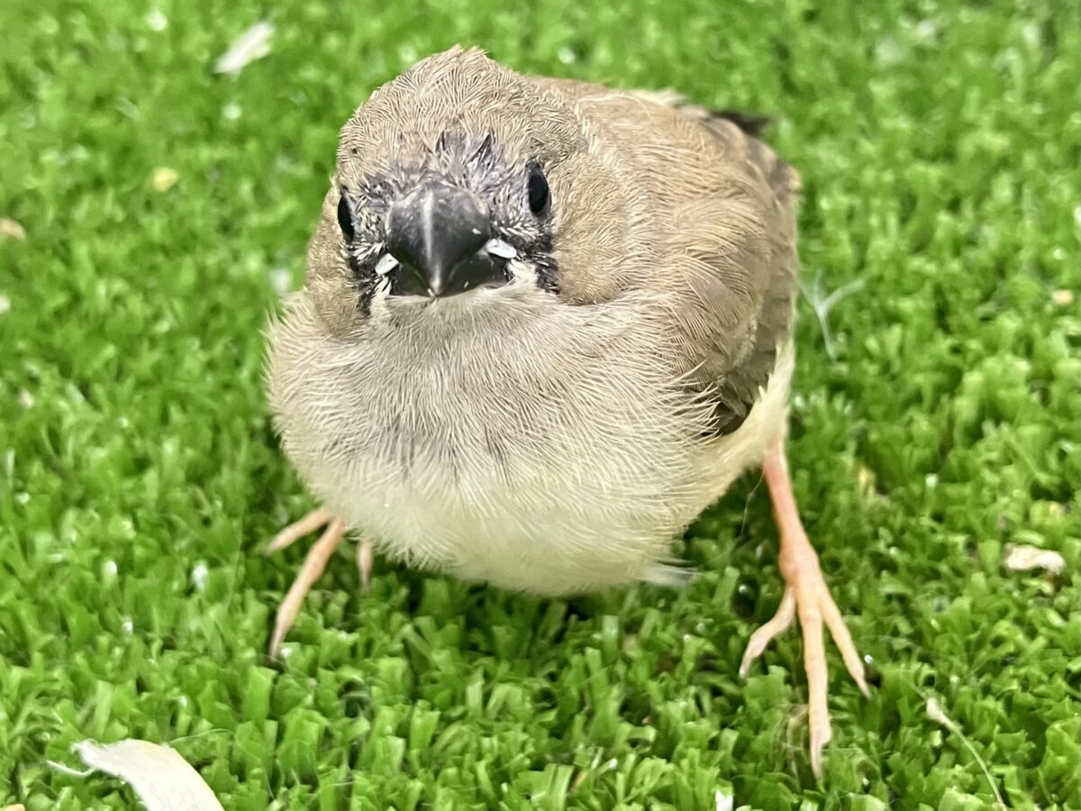 錦花鳥（キンカチョウ）