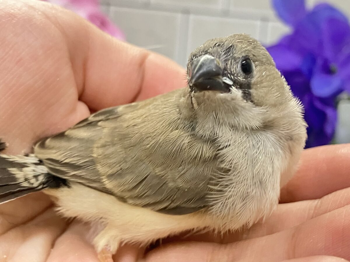 キュルキュル🏷🤎ドーリィEYES🧸🎶iキンカチョウ(ノーマル/2026年5月生まれ) 錦花鳥(キンカチョウ)