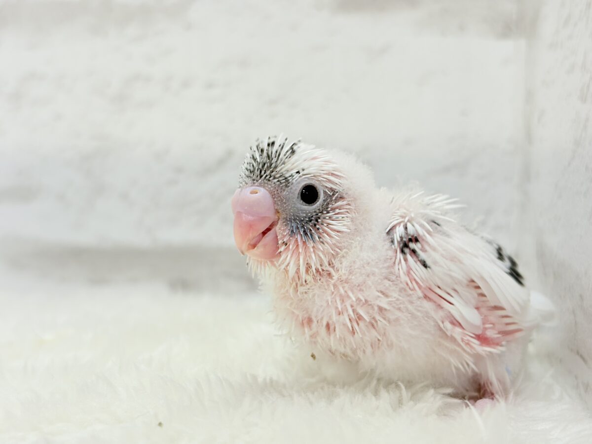 セキセイインコ