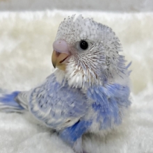 ブルースパンコール🪩💙✨　セキセイインコ（ブルースパングル）