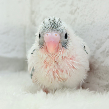 魅力いっぱい💫詰め合わせっ🐣🎁⋆*セキセイインコ(白ハルクイン) ヒナ