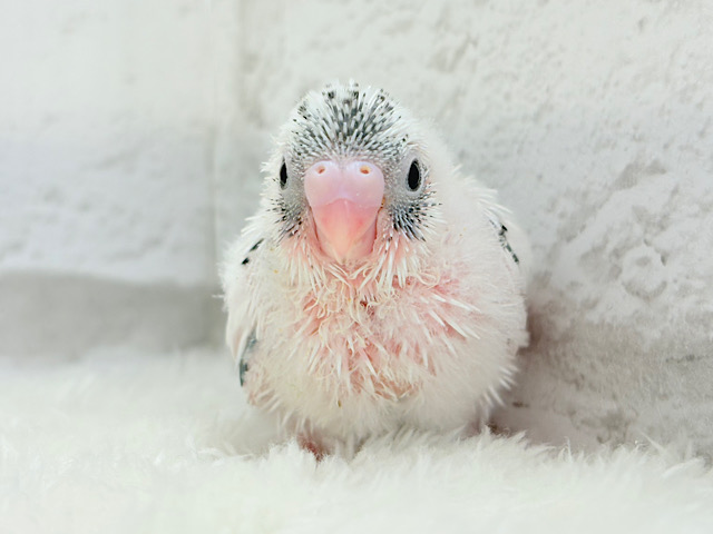 魅力いっぱい💫詰め合わせっ🐣🎁⋆*セキセイインコ(白ハルクイン) ヒナ