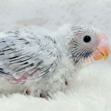 ほわっ♡ふわっ♡わた毛に包まれた天使ちゃん🪅セキセイインコ(スパングル) ヒナ