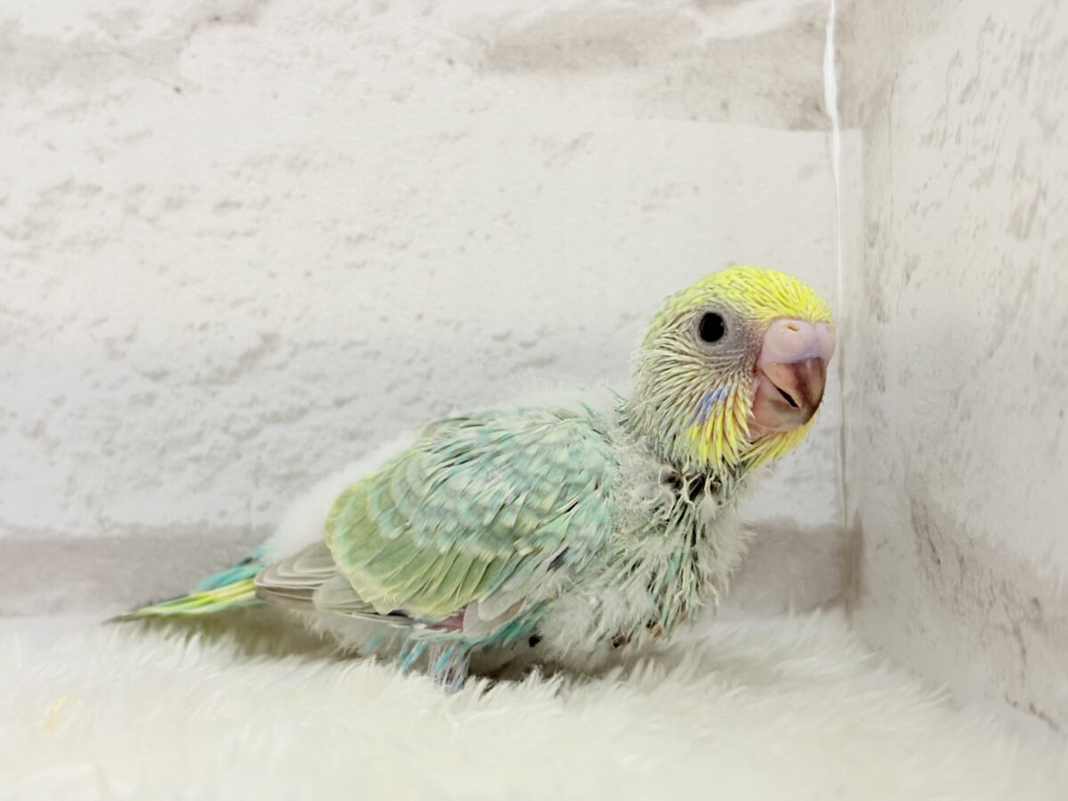 セキセイインコ
