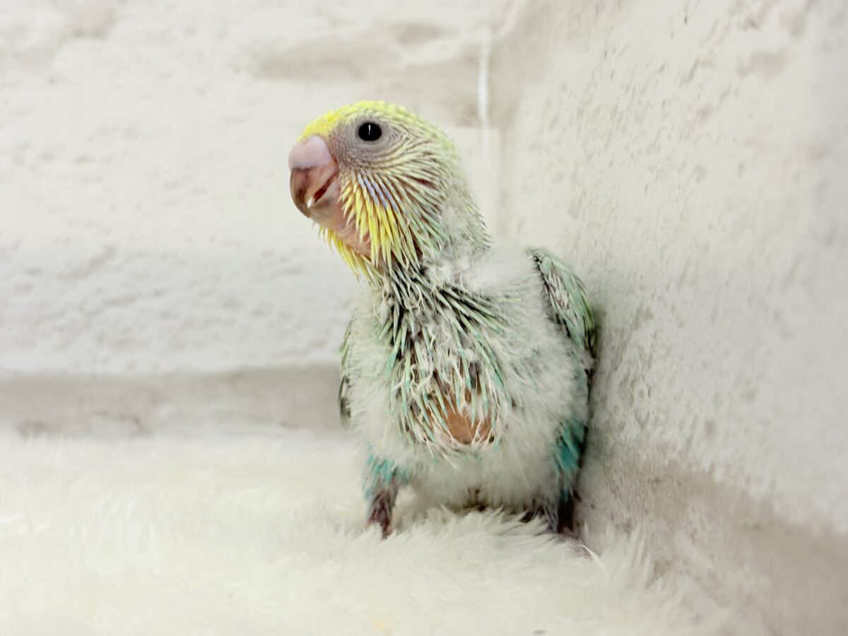 可愛さの塊っ🐣💖セキセイインコ(パステルカラーレインボー) ヒナ セキセイインコ
