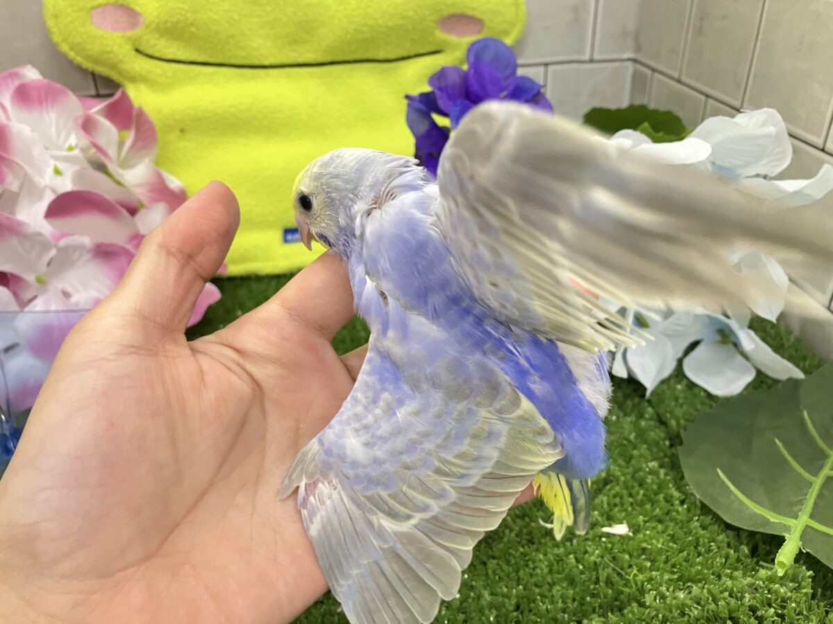 セキセイインコ