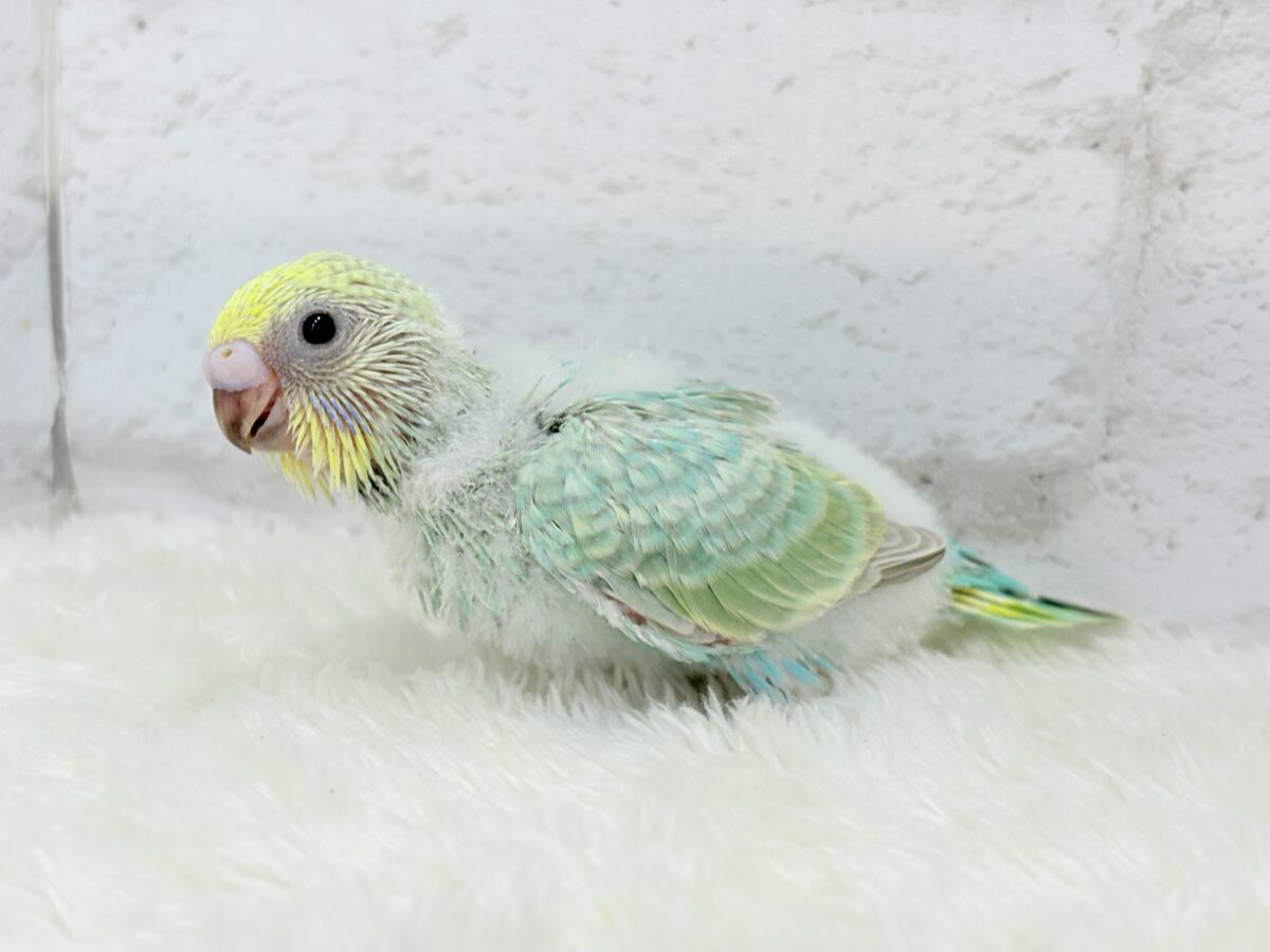 可愛さの塊っ🐣💖セキセイインコ(パステルカラーレインボー) ヒナ セキセイインコ