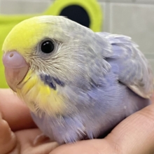 ヨゾラを走れ❕🌃𝑺𝒉𝒐𝒐𝒕𝒊𝒏𝒈🌟𝒔𝒕𝒂𝒓セキセイインコ(レインボー/2026年6月生まれ)