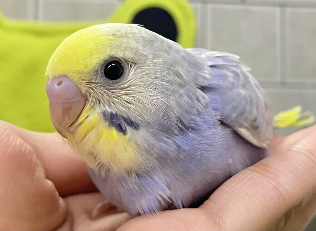 ヨゾラを走れ❕🌃𝑺𝒉𝒐𝒐𝒕𝒊𝒏𝒈🌟𝒔𝒕𝒂𝒓セキセイインコ(レインボー/2026年6月生まれ)