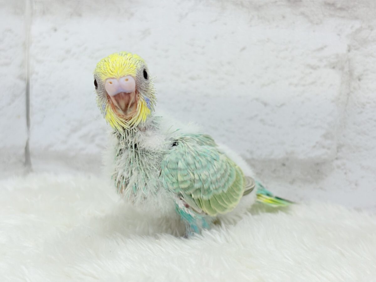 可愛さの塊っ🐣💖セキセイインコ(パステルカラーレインボー) ヒナ セキセイインコ