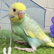 あまあまメロンのメロリーナ❕🍈꙳ ⟡セキセイインコ(レインボー/2026年6月生まれ)