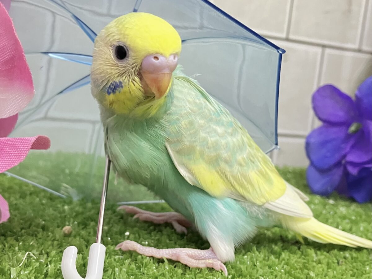 あまあまメロンのメロリーナ❕🍈꙳ ⟡セキセイインコ(レインボー/2026年6月