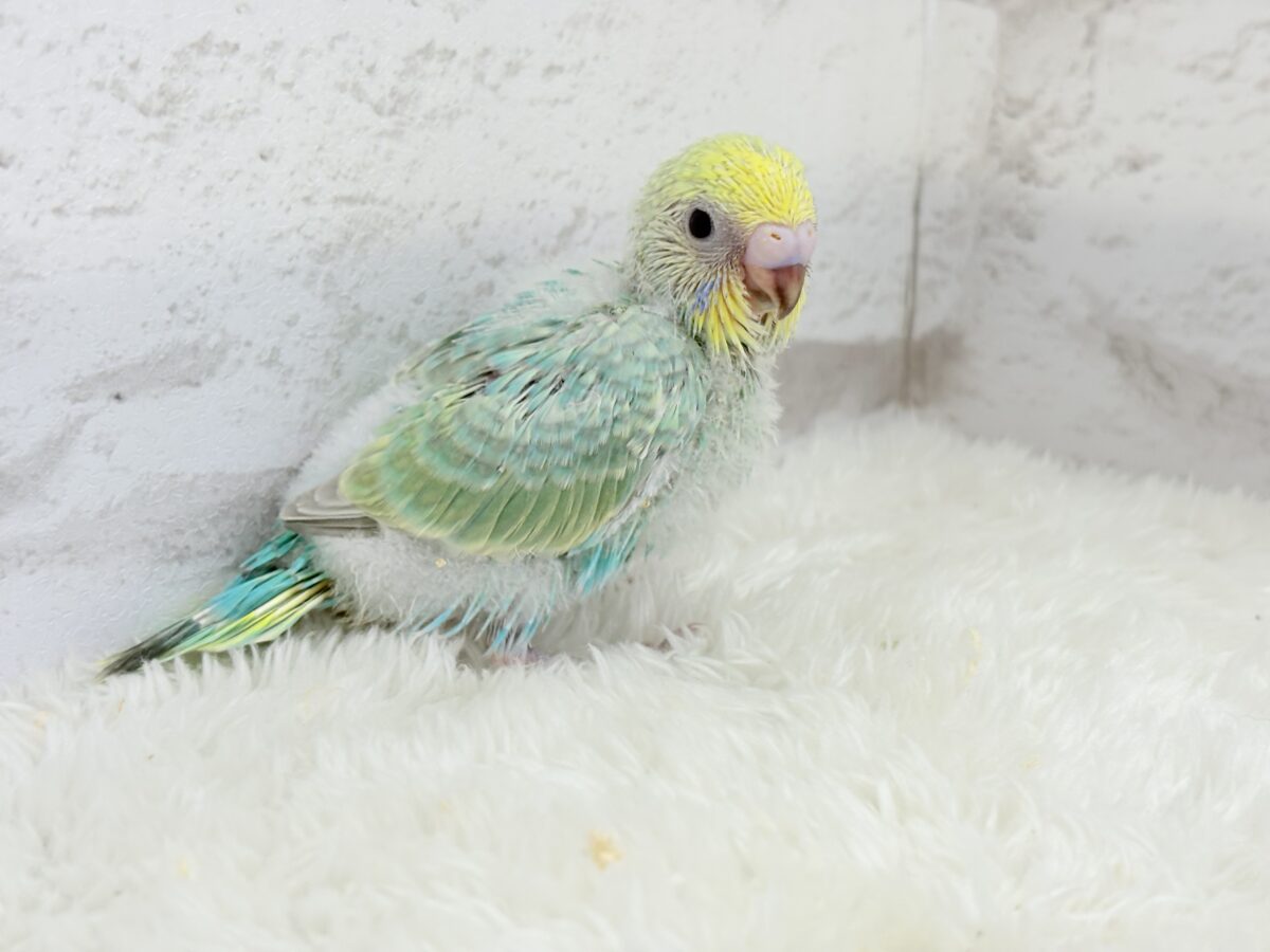 可愛さの塊っ🐣💖セキセイインコ(パステルカラーレインボー) ヒナ セキセイインコ