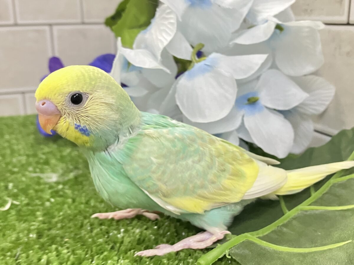 セキセイインコ