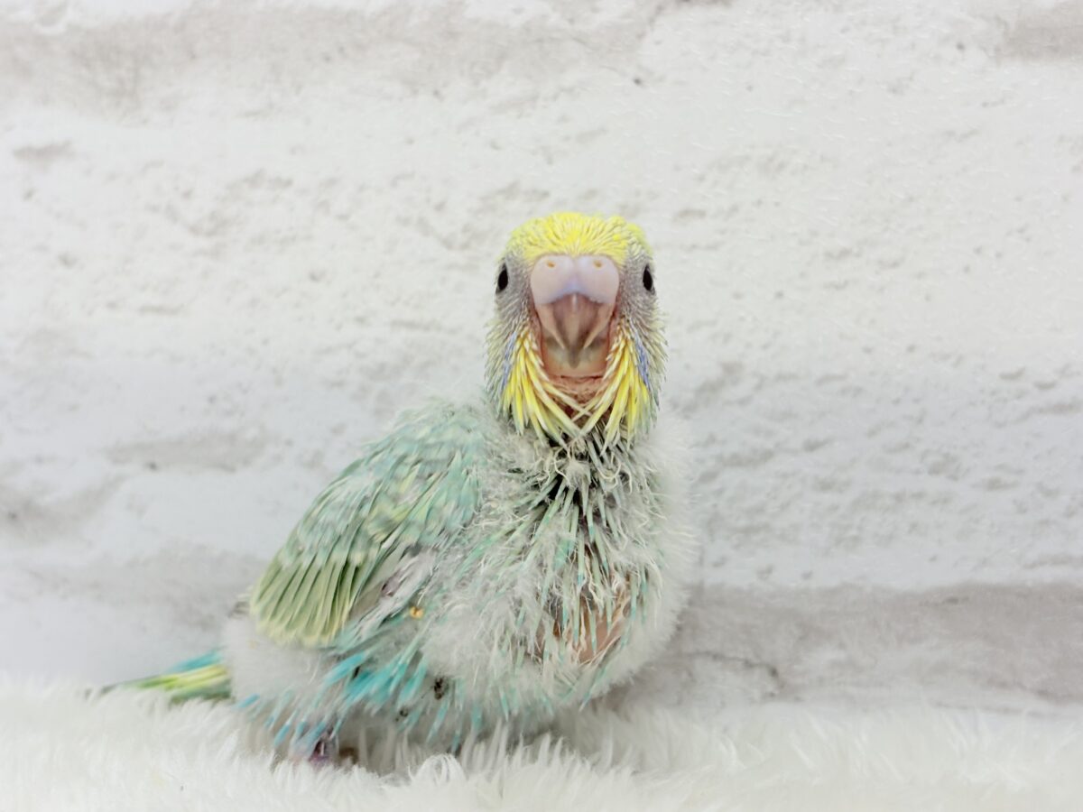 セキセイインコ