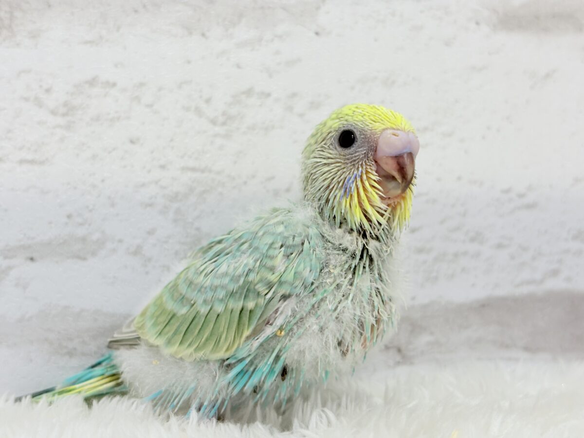 セキセイインコ