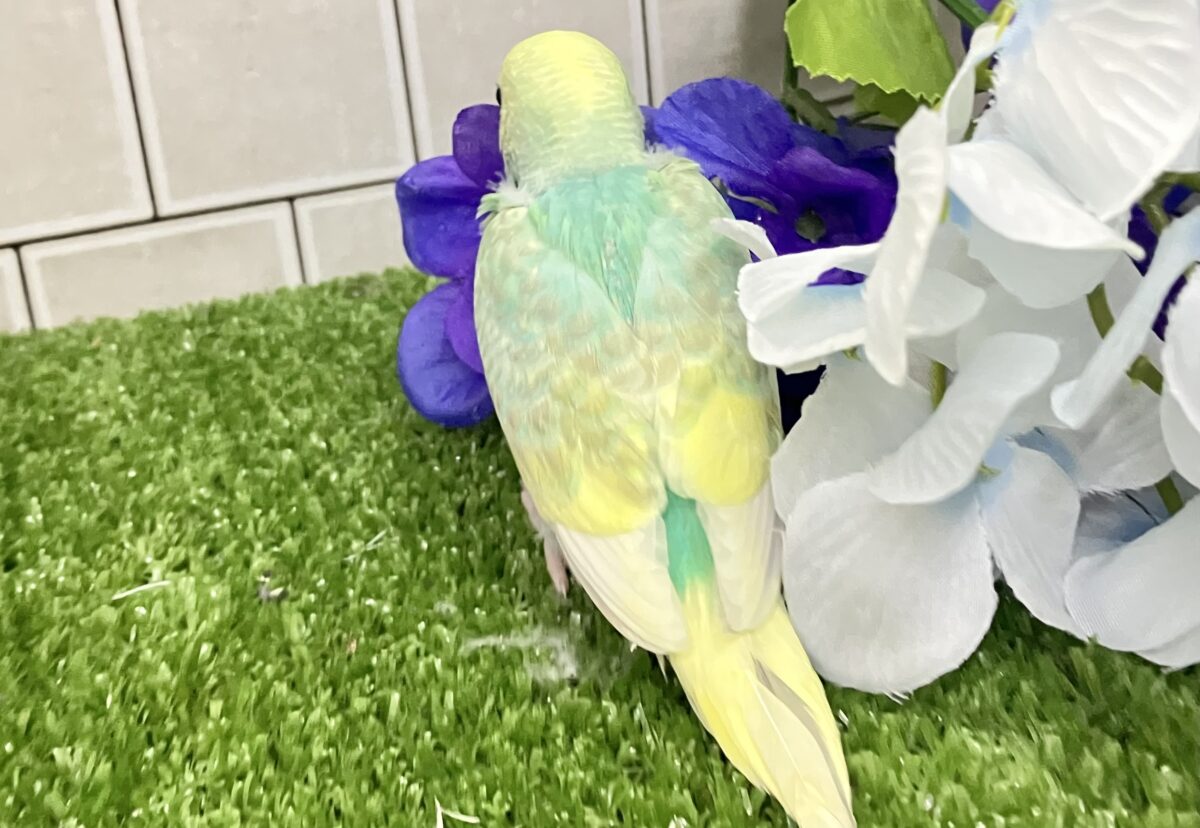 セキセイインコ