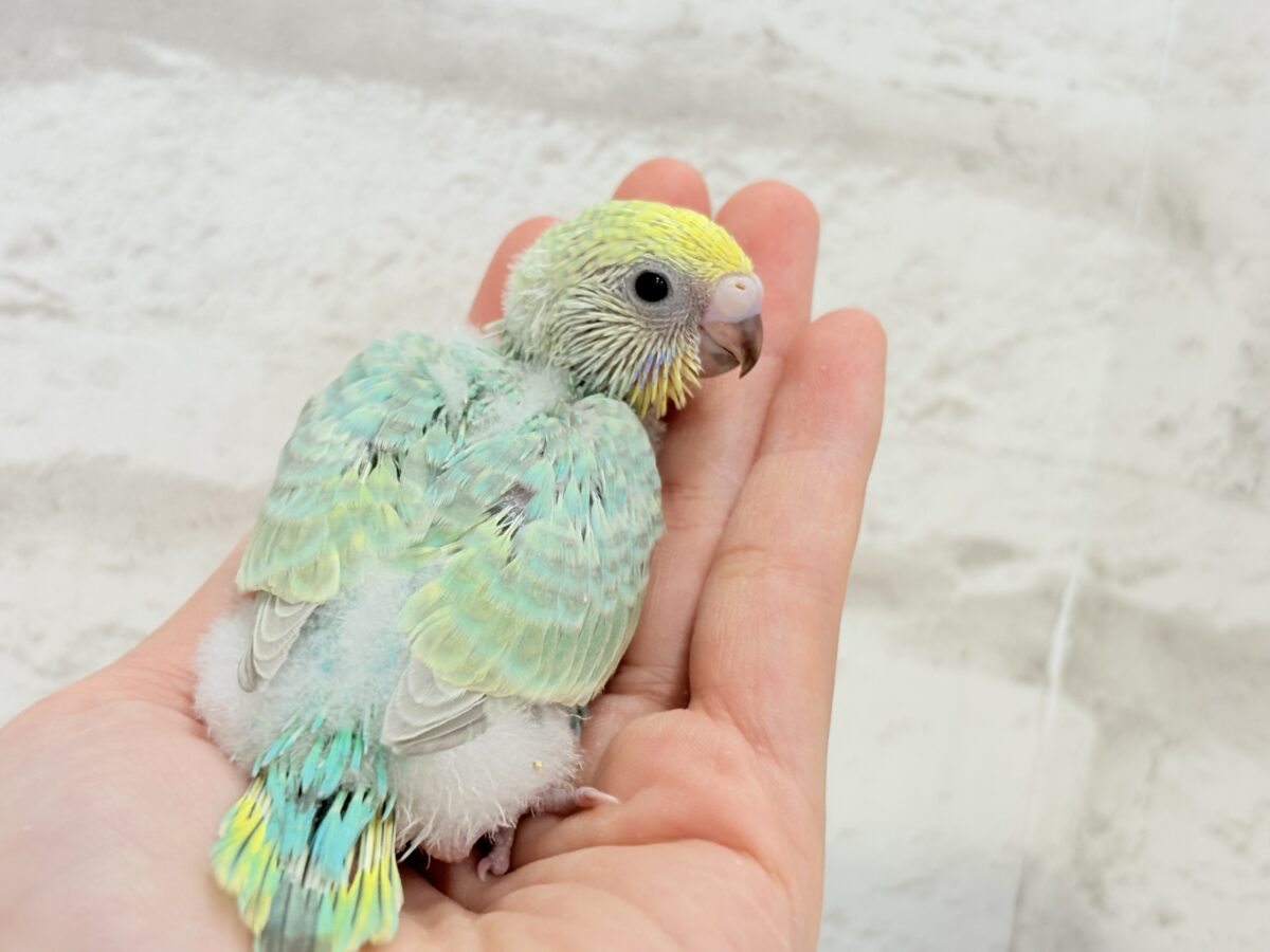 セキセイインコ