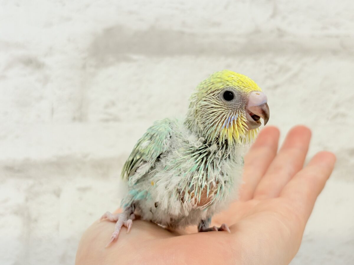 セキセイインコ