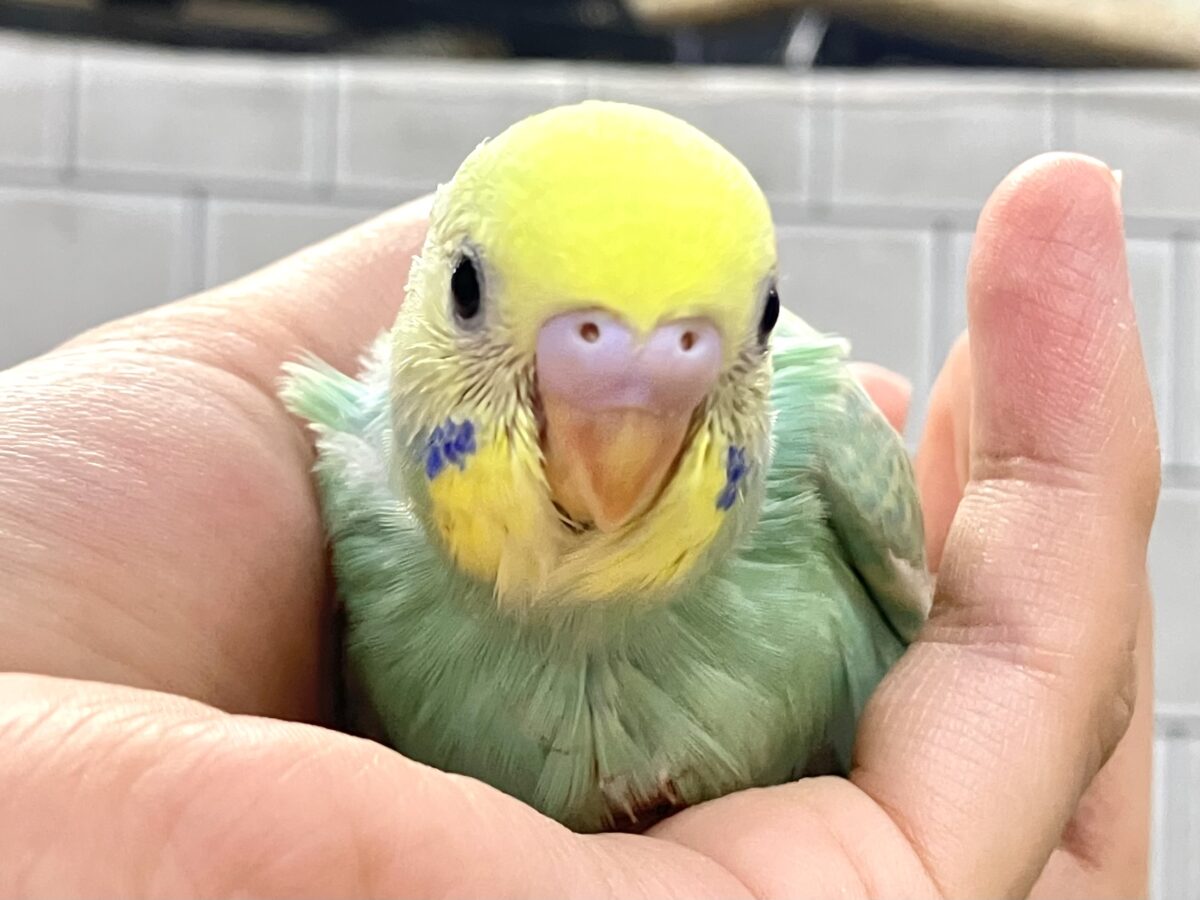 セキセイインコ