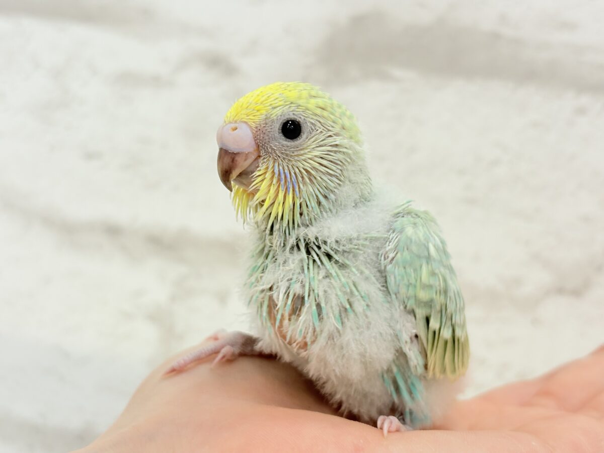可愛さの塊っ🐣💖セキセイインコ(パステルカラーレインボー) ヒナ セキセイインコ