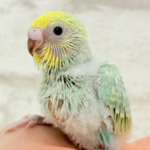 可愛さの塊っ🐣💖セキセイインコ(パステルカラーレインボー) ヒナ