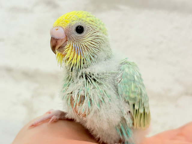 可愛さの塊っ🐣💖セキセイインコ(パステルカラーレインボー) ヒナ 可愛さの塊っ🐣💖セキセイインコ(パステルカラーレインボー) ヒナ