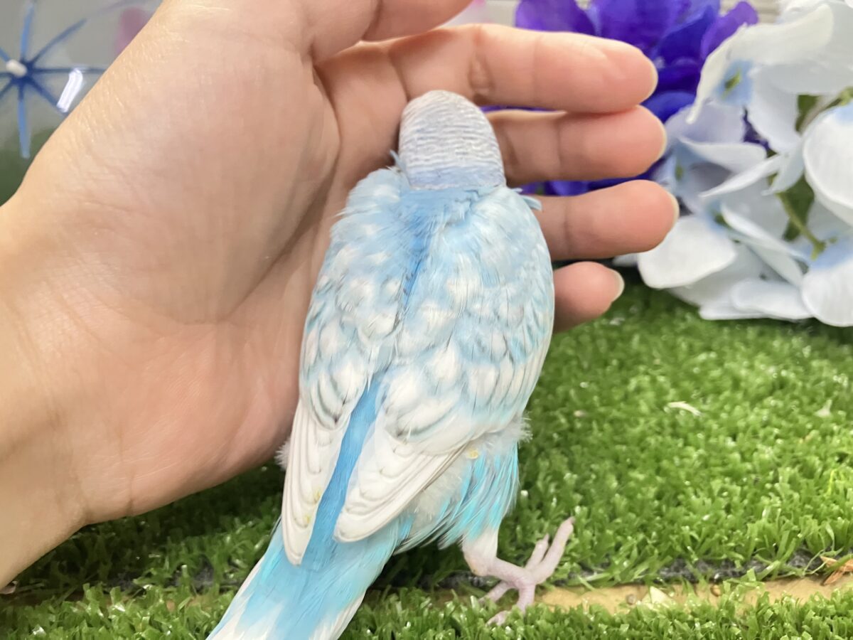 ✨️最新画像✨すかーい満点☀️決めるぜ𝐯𝐢𝐜𝐭𝐨𝐫𝐲❕セキセイインコ(ブルースパングル/2026年6月生まれ) セキセイインコ