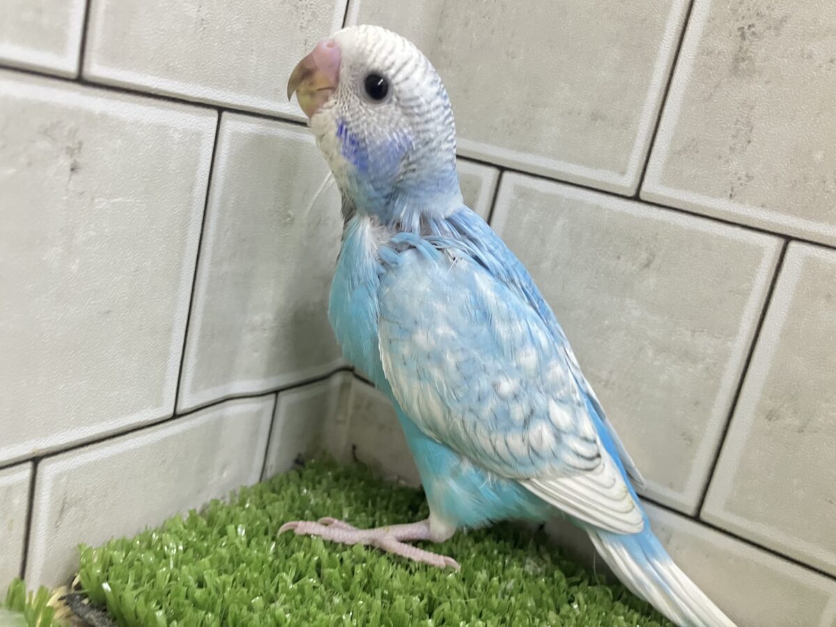 ✨️最新画像✨すかーい満点☀️決めるぜ𝐯𝐢𝐜𝐭𝐨𝐫𝐲❕セキセイインコ(ブルースパングル/2026年6月生まれ) セキセイインコ