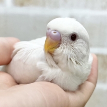 まっしろおもちちゃん☁️✨　セキセイインコ（アルビノ）