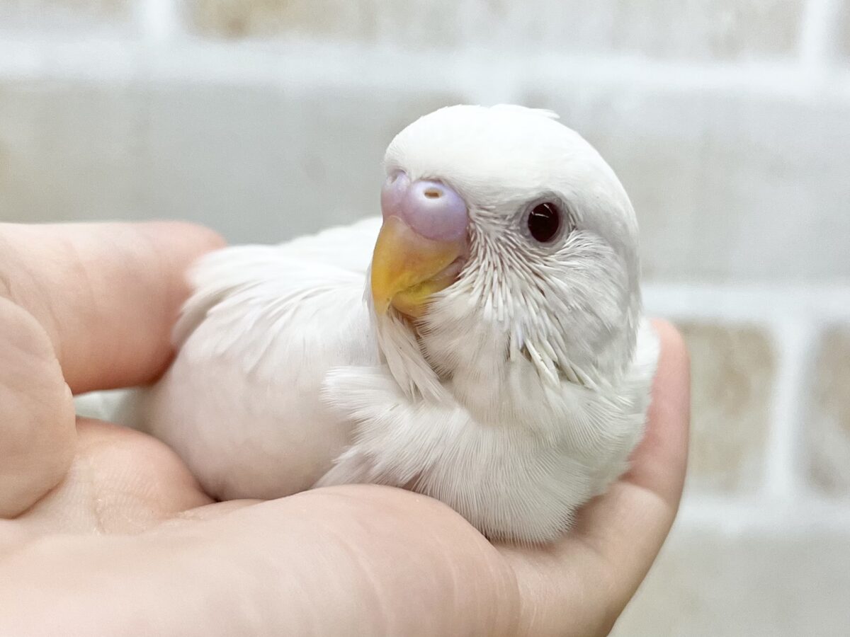 まっしろおもちちゃん☁️✨　セキセイインコ（アルビノ）