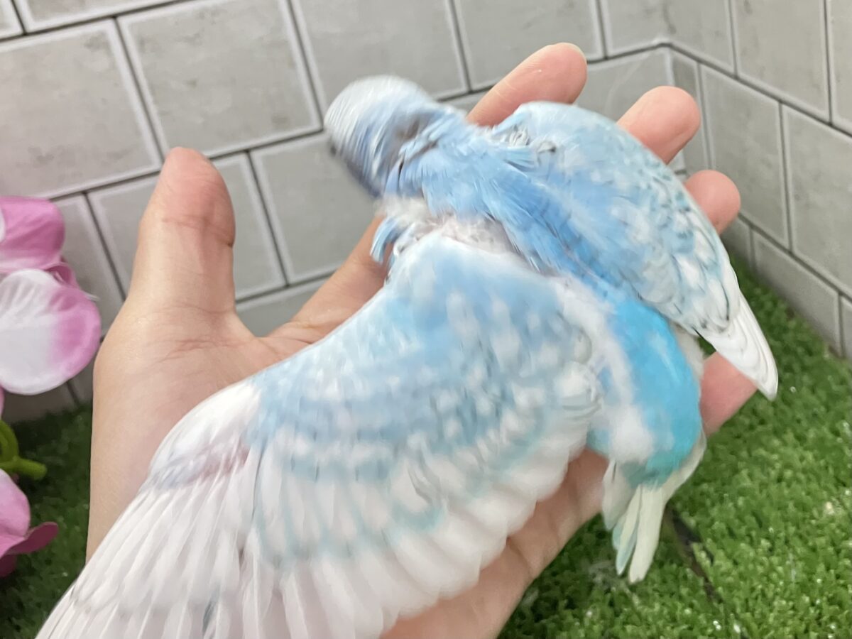 ✨️最新画像✨すかーい満点☀️決めるぜ𝐯𝐢𝐜𝐭𝐨𝐫𝐲❕セキセイインコ(ブルースパングル/2026年6月生まれ) セキセイインコ
