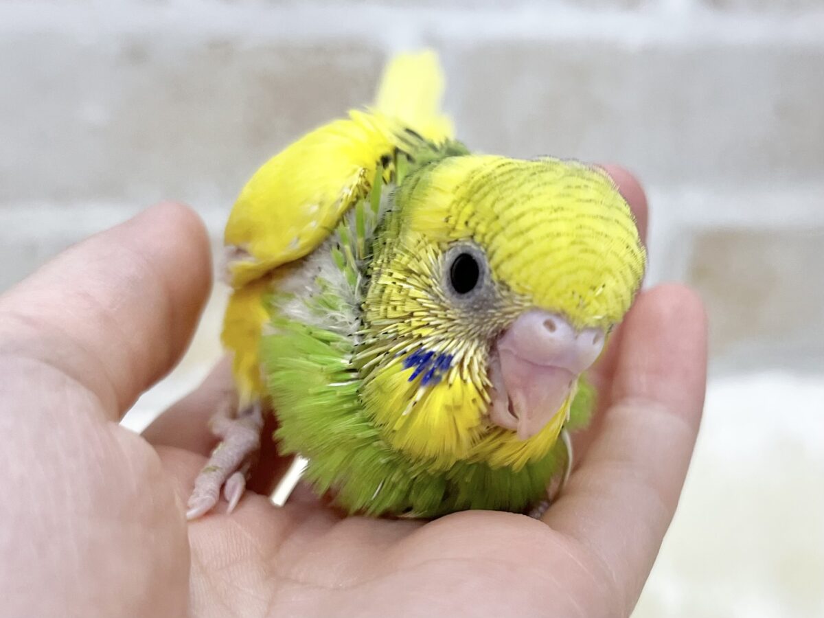 セキセイインコ