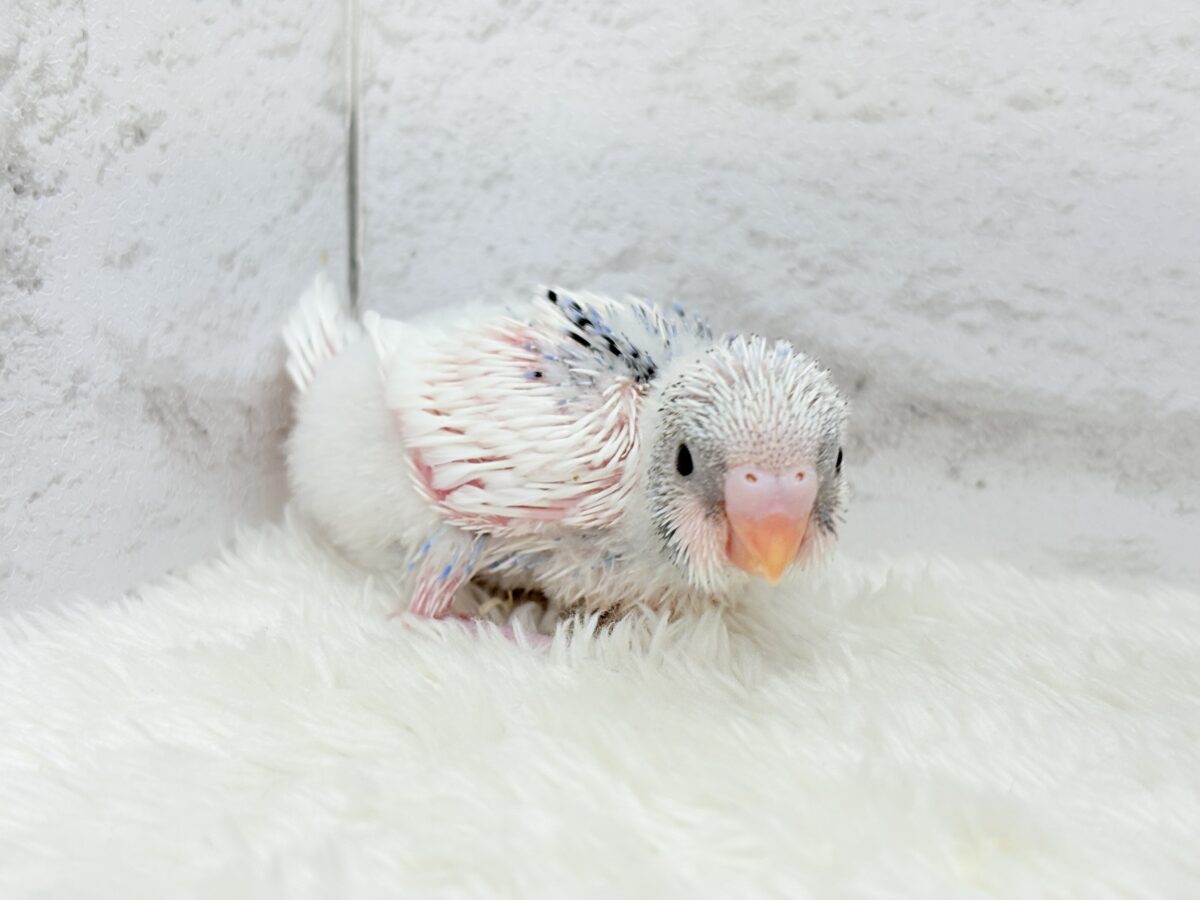 セキセイインコ
