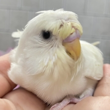 月光照らして🌙⋆*パツくるちゃん？✂️‪ꔛ‬梵天セキセイインコ(クリーム系/2026年5月下旬~6月上旬生まれ)