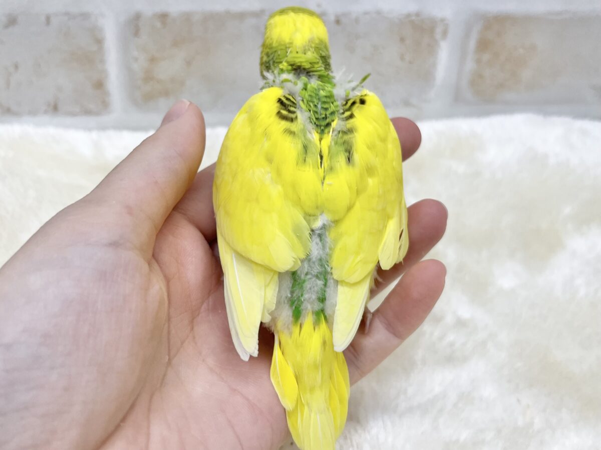 セキセイインコ