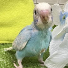 すかーい満点☀️決めるぜ𝐯𝐢𝐜𝐭𝐨𝐫𝐲❕セキセイインコ(ブルースパングル/2026年6月生まれ)