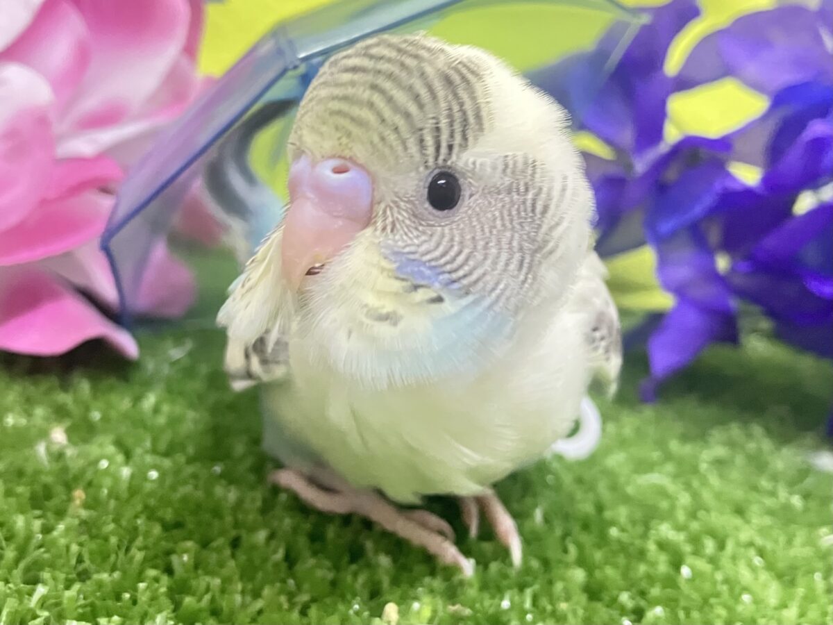 ✨最新画像✨みてみてモゥ〜🐄愛スクリ〜ン🍨🤍セキセイインコ(クリームハルクイン/2026年5月生まれ) セキセイインコ
