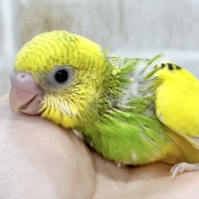 黄色多めに入ってます💛🌱　セキセイインコ（パイド）