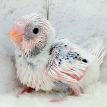 白多め♡ふわふわわた毛ちゃん.*･ﾟセキセイインコ(パイド) ヒナ