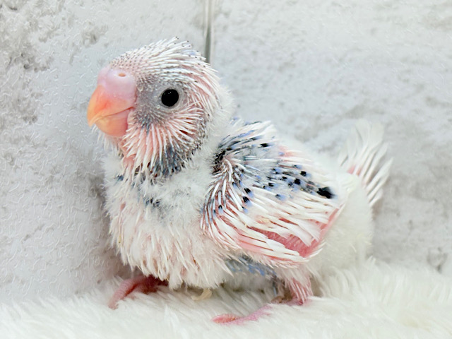 白多め♡ふわふわわた毛ちゃん.*･ﾟセキセイインコ(パイド) ヒナ