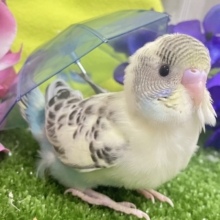 ✨最新画像✨みてみてモゥ〜🐄愛スクリ〜ン🍨🤍セキセイインコ(クリームハルクイン/2026年5月生まれ)