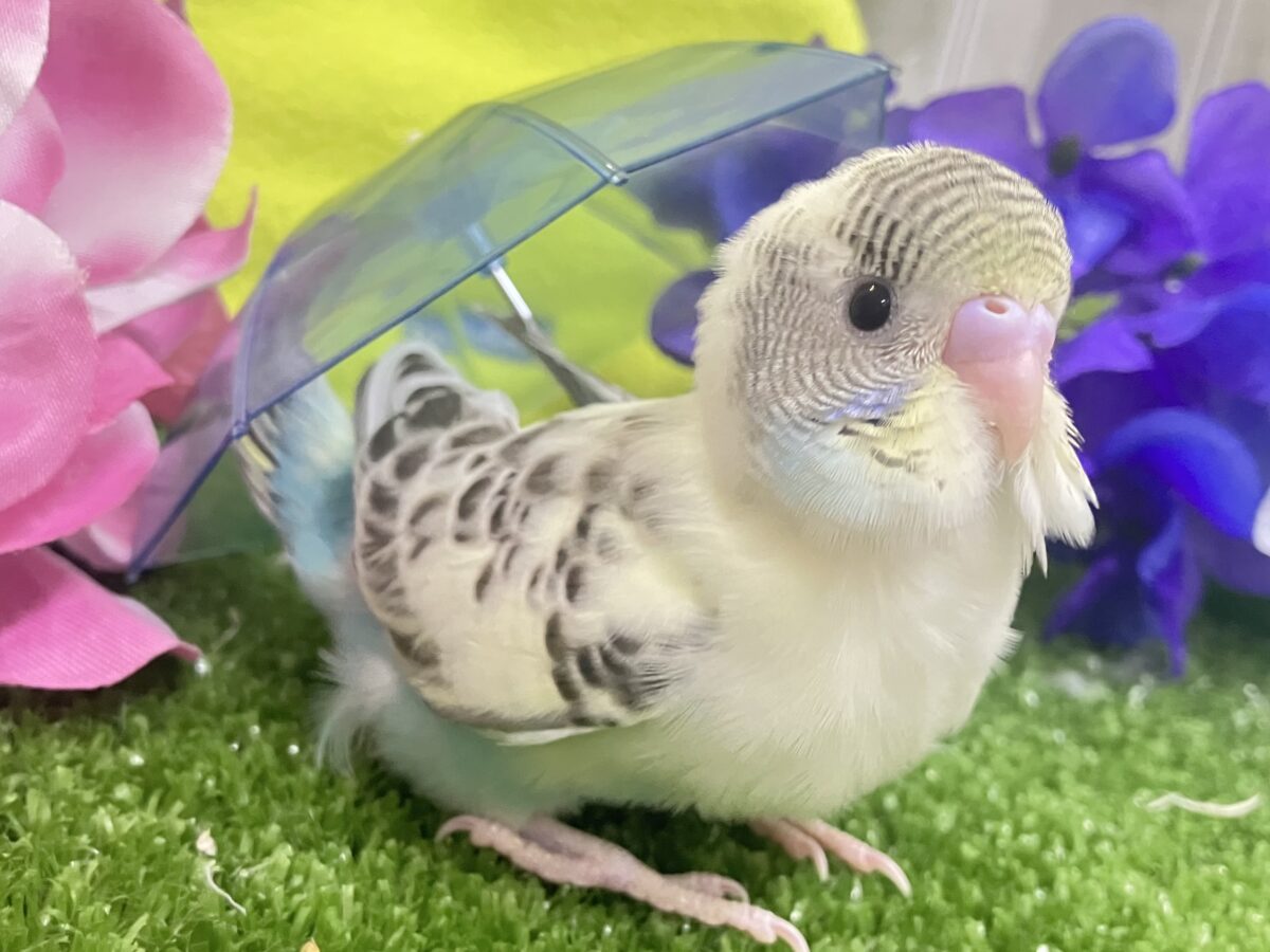 ✨最新画像✨みてみてモゥ〜🐄愛スクリ〜ン🍨🤍セキセイインコ(クリームハルクイン/2026年5月生まれ)