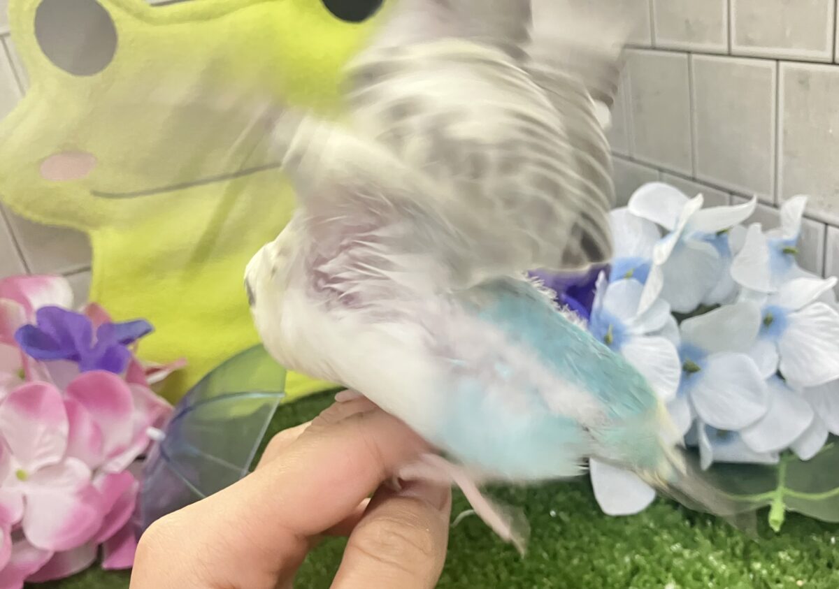 セキセイインコ