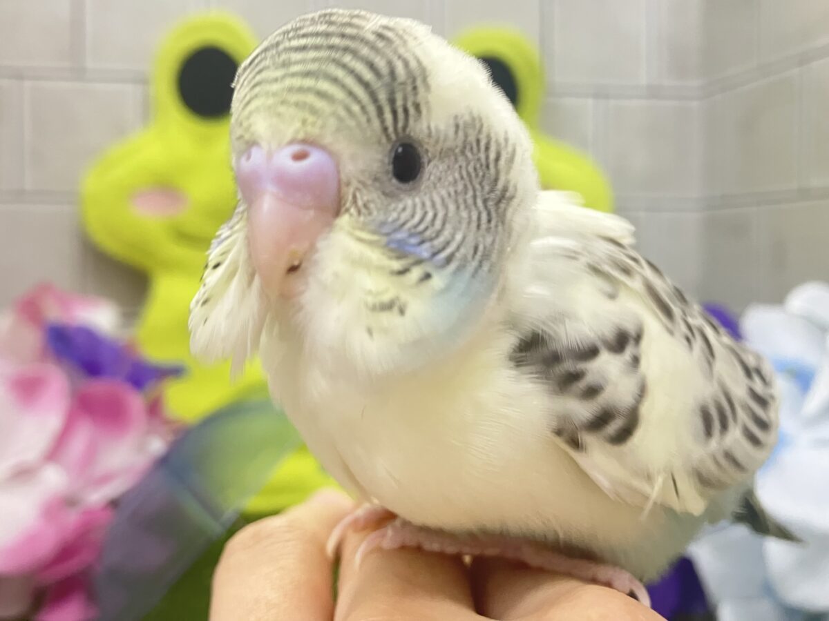 ✨最新画像✨みてみてモゥ〜🐄愛スクリ〜ン🍨🤍セキセイインコ(クリームハルクイン/2026年5月生まれ) セキセイインコ