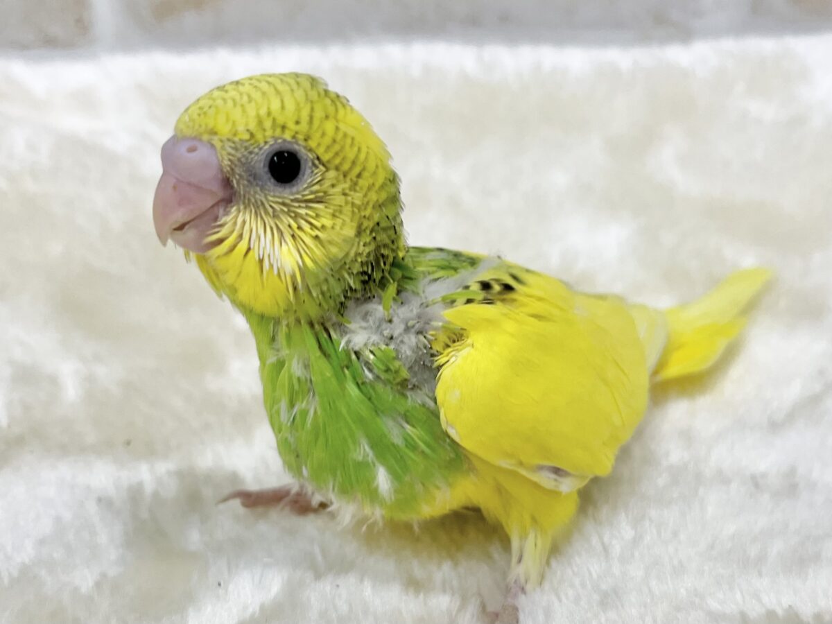 セキセイインコ