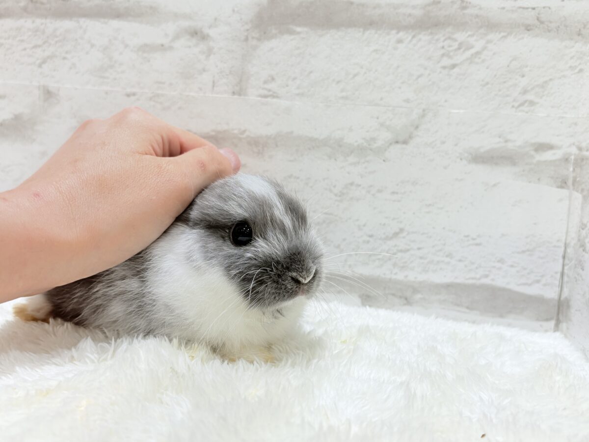 ネザーランドドワーフ