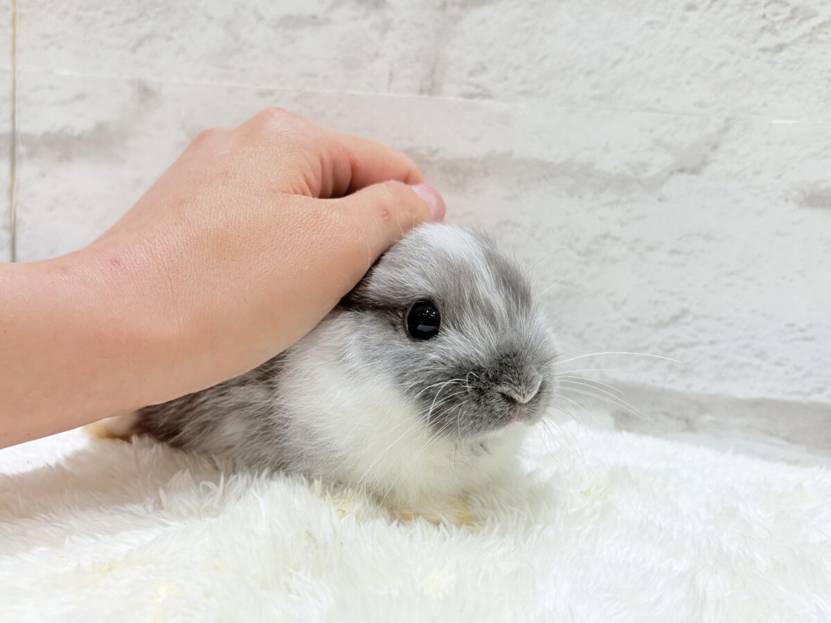 ネザーランドドワーフ