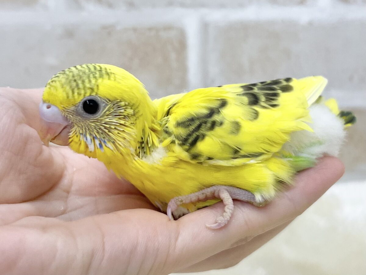 セキセイインコ