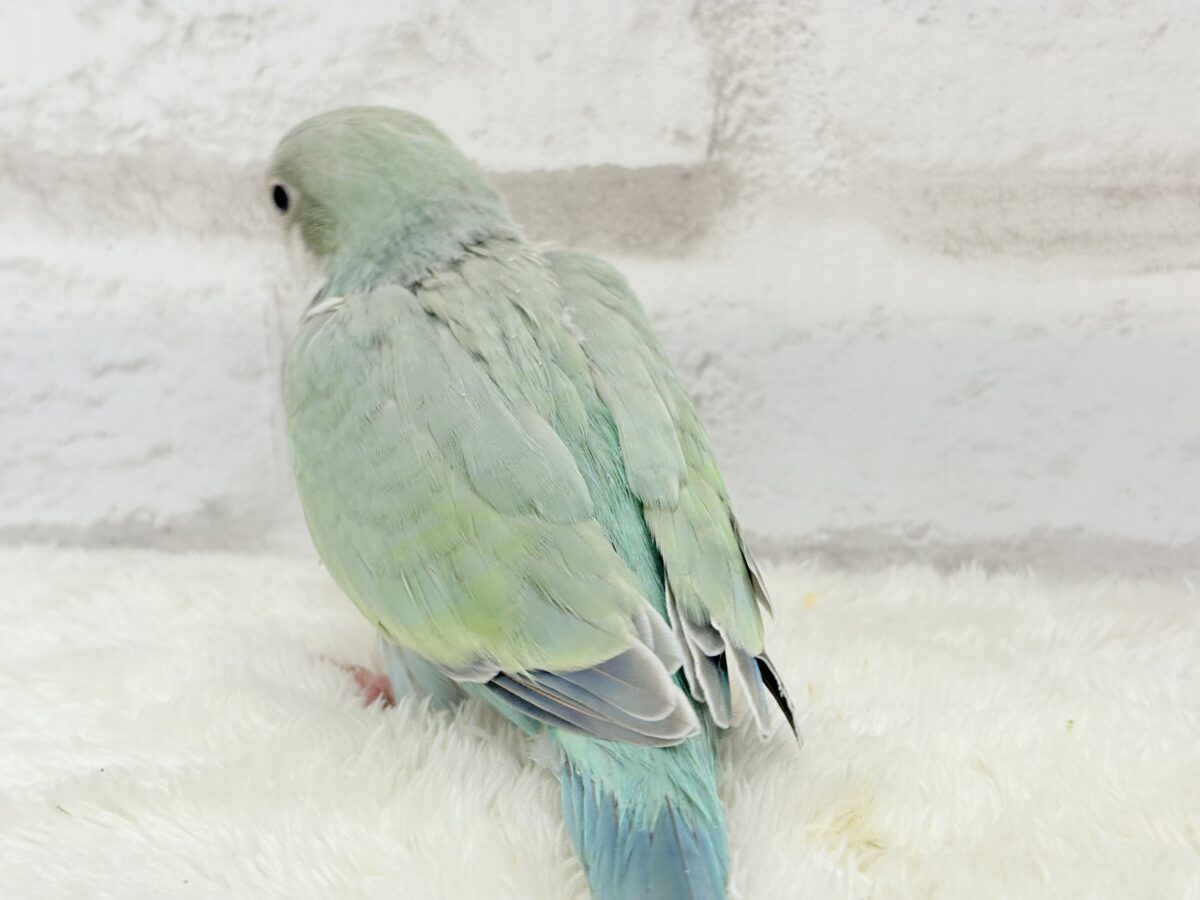 オキナインコ
